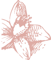 Honeysuckle illustration